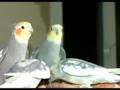 Cockatiels Joey & Mickey