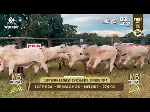 9� MEGA LEIL�O DA MB LEIL�ES