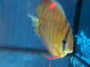 Symphysodon