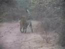 Tigers of Ranthambhore Tigers of Ranthambhore
