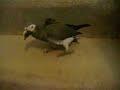 Click here to watch this video African grey parrot, Milo walking down the stairs!
