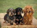 We Love Dachshunds We Love Dachshunds