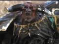 Warhammer 40k Short Film: To Field A Daemon Prince