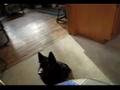Dancing Schipperke