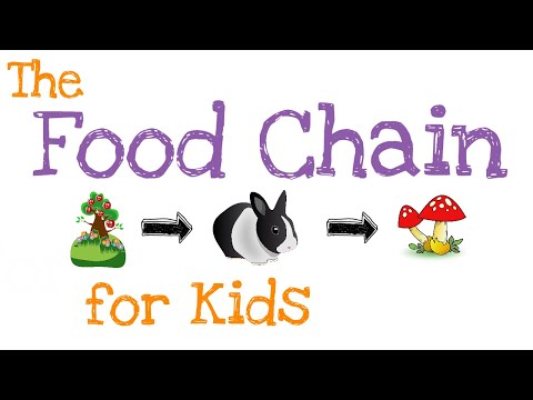 The Food Chain for Kids