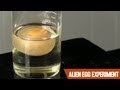 The Alien Egg Experiment