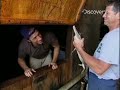 Dirty Jobs: Gators Dirty Jobs: Gators