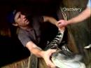 Dirty-Jobs-Gators