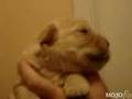 Cute Puppy Can Whistle