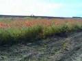 "Wild poppis" (clip)