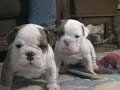 Brother and Sister Bullys