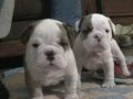 Brother and Sister Bullys