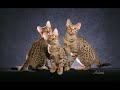 The Ocicat - an informational video The Ocicat - an informational video