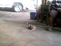The Retarded Mexican Dog
