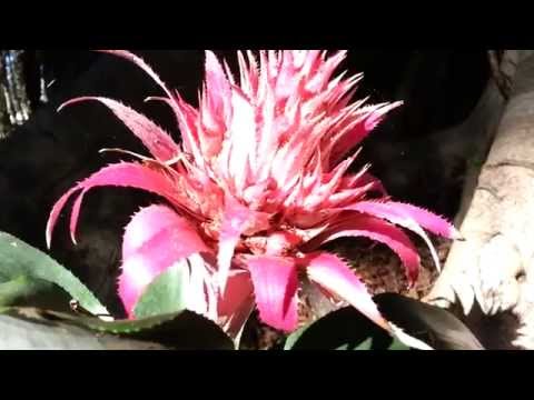 how to care for aechmea
