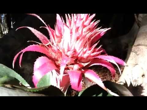 how to replant bromeliad pups