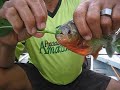 Fishing on Amazon - piranja only! Fishing on Amazon - piranja only!
