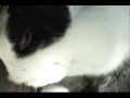 staring rabbit
