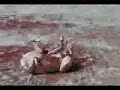 perro sin cabeza