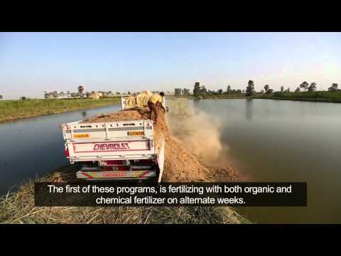 how to fertilize pond