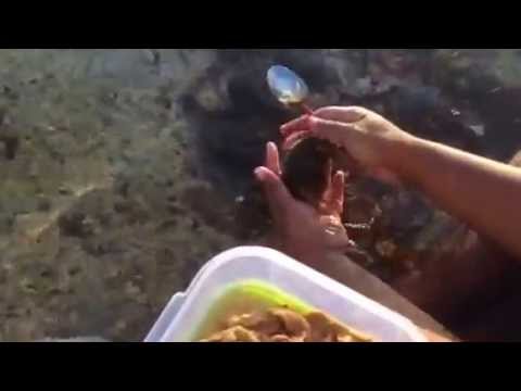 how to harvest sea urchin