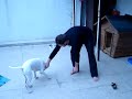 dogo arjantin play and try to bite