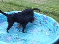 Puppy biting at water Puppy biting at water