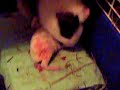 Matusa Limpiando a los bebes!
