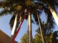 Ramon Pagan from J&R Economic Tree Service Trimming a pam tree. Located in Broward County. Contact us at 954-793-0730 and or 954-793-0750