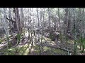 Cass original forest 20150420 021113