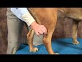 Dog Acupressure for Ankle Arthritis : Dog Acupressure for Ankle Arthritis: Kunlun Mountain  Arthritis Aspirin