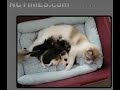 amazing-mommy-cat-nurses-rejected-new-born-chihuahua-puppies.html
