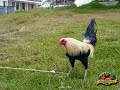 Rancho zully bella