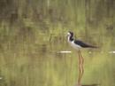 Black Necked Stilts Black Necked Stilts