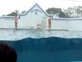 Flipp with Flipper at Shinagawa Aquarium