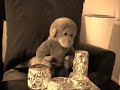 Cadbury gorilla add spoof