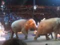 Ringling Bros Circus 2008 Ringling Bros Circus 2008