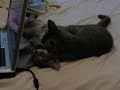 Kittens on bed