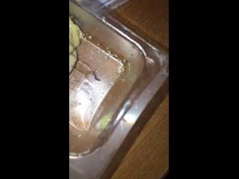 Ritz Crackers - It had a worm in a sealed package not expired