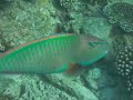 Maldives Parrot Fish Cimg2702