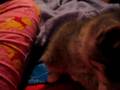 My baby kiiten Toby Roxworth Esquire
