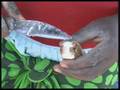 Cassava Brown Streak Virus