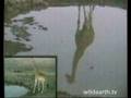 Reflections of a Giraffe - WildEarth.TV