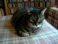 Satoru sitting on the ottoman