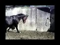 Canter right