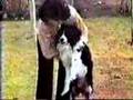 Beagle and Border Collie Play Fetch
