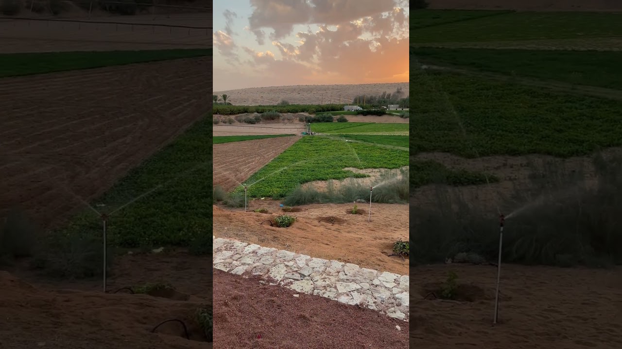 FINAL DE TARDE NA ARÁBIA SAUDITA #irrigacao #agro