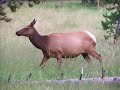 Wildlife at Yellowstone - Buffalo, Bears and More...