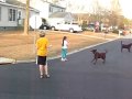 Keepaway from the dogs