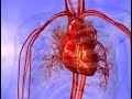 Animaci�n Medica: Coraz�n